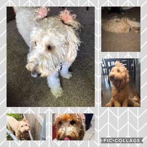 Meet your Posher, Avery